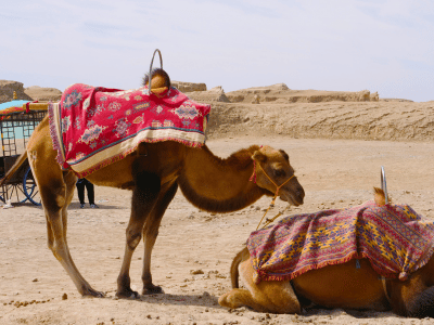 Camel Ride